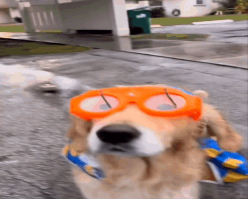 Dog Walking With Orange Goggles