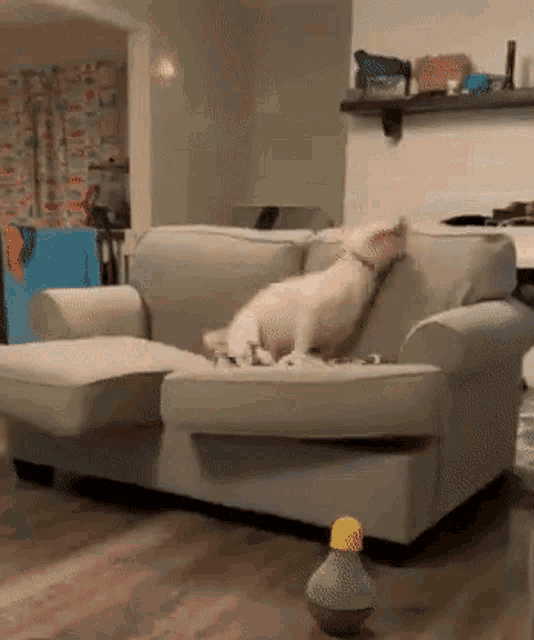 Dog Walter Playing GIF