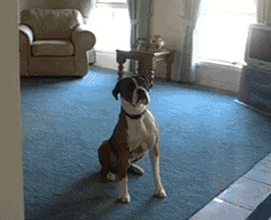 Dog Wanna Go For A Walk GIF