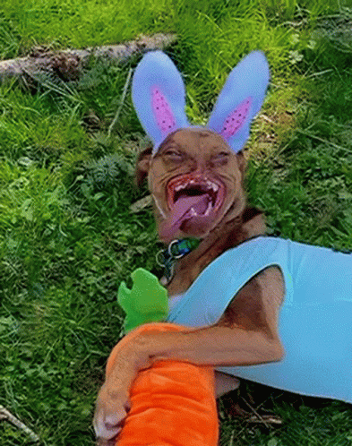 Dog Wearing Bunny Ears Holding Carrot GIF