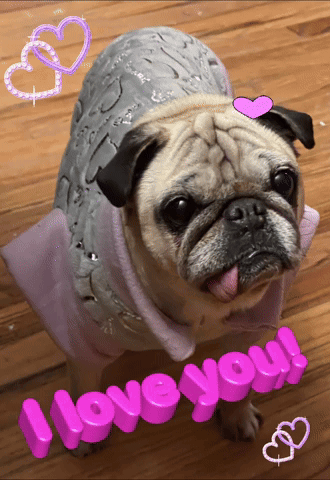 Dog Wearing Clothes I Love You GIF
