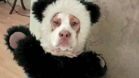 Dog Wearing Cute Panda Costume GIF