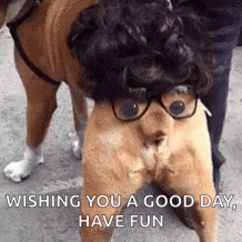 Dog Wearing Glasses and Wig