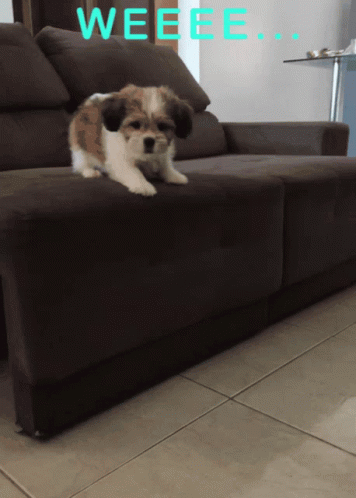 Dog Wearing Headphones Jammin