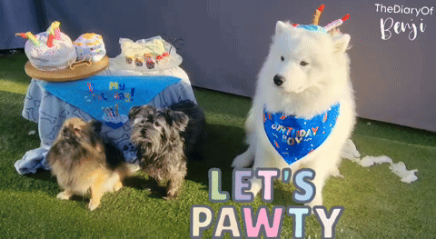 Dog Wearing Let's Pawty Bandana With Two Dogs