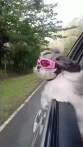 Dog Wearing Pink Sunglasses Sticking Head Out Car Window