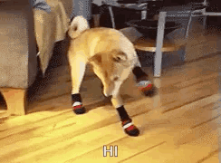 Dog Wearing Socks