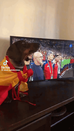 Dog Wearing Spanish Flag Watching Soccer GIF