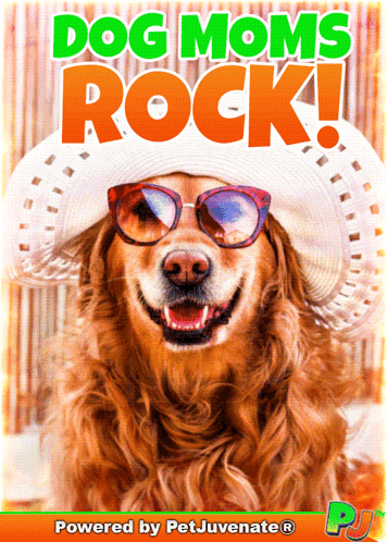 Dog Wearing Sunglasses and Hat Dog Moms Rock