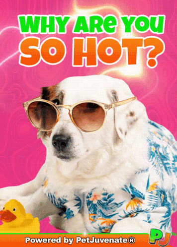 Dog Wearing Sunglasses and Shirt Saying Why Are You So Hot