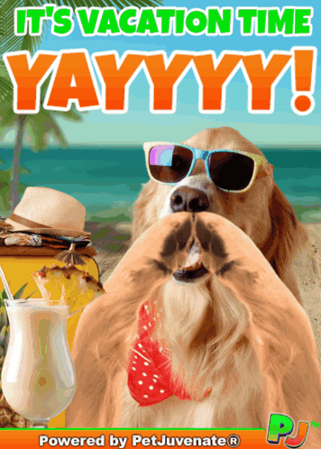 Dog Wearing Sunglasses It's Vacation Time Yayyyy