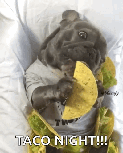 Dog Wearing Taco Night T-Shirt Eating Taco