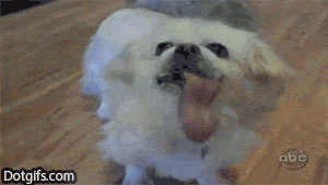 Dog Weird Tongue Lick GIF