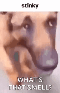 Dog What's That Smell