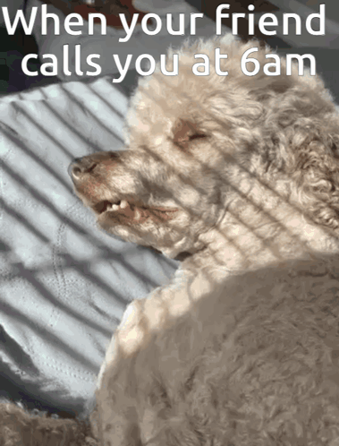 Dog When Your Friend Calls at 6 AM