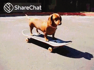 Dog Wiener Wednesday Skating GIF