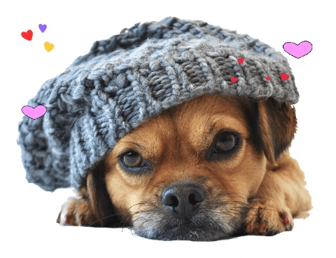 Dog Winking Mushu GIF