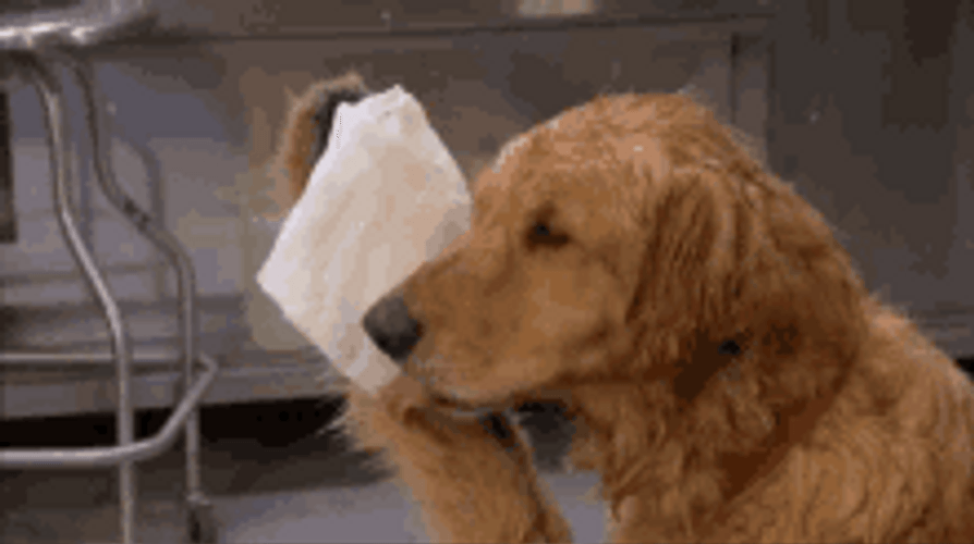 Dog Wiping Sweat Meme GIF