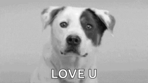 Dog With Big Smile Love You GIF