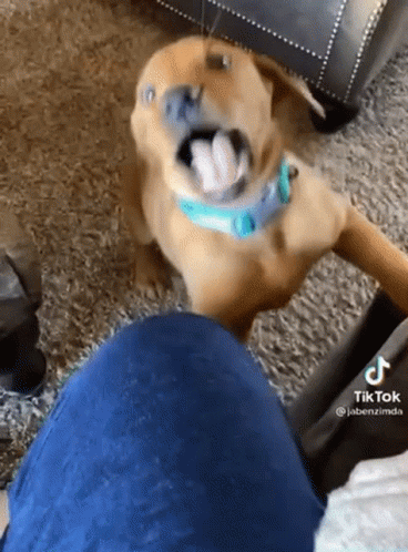 Dog With Blue Collar Sitting on Lap