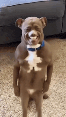 Dog With Blue Collar Standing Laughing GIF