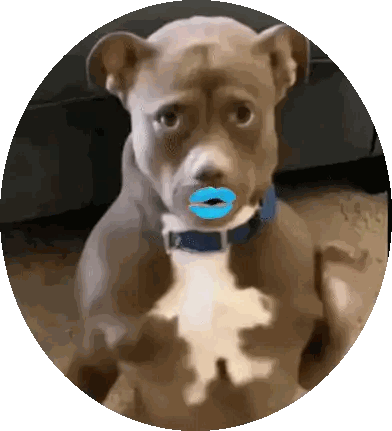 Dog with Blue Lips and Collar