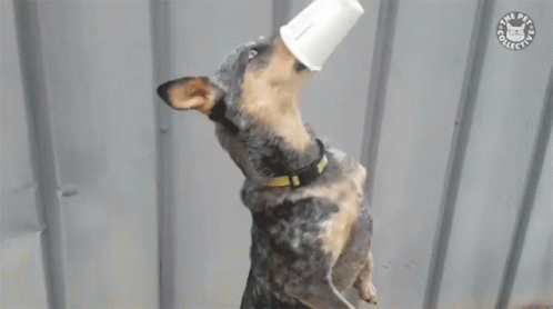 Dog With Bucket On Head The Pets Club GIF