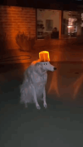 Dog with Bucket on Head