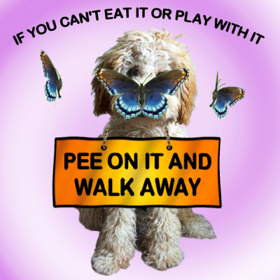 Dog With Butterfly And Sign Saying Pee On It GIF