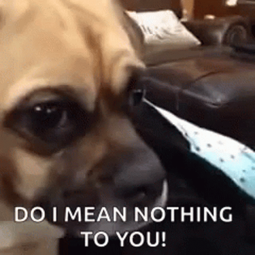 Dog With Do I Mean Nothing To You