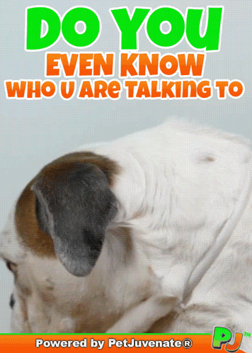 Dog With Do You Know Who You're Talking To