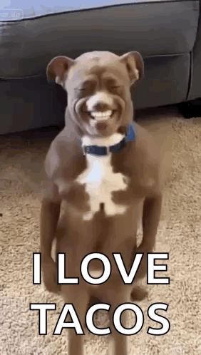 Dog with Fake Arms and Legs Smiling