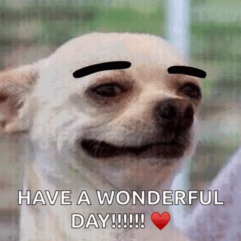 Dog With Fake Eyebrows Have a Wonderful Day