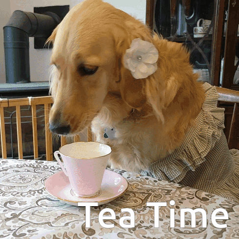 Dog With Flower In Ear Drinking Pink Cup GIF