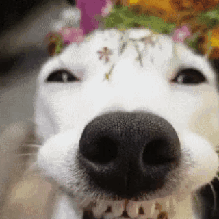 Dog With Flower on Head Smiling