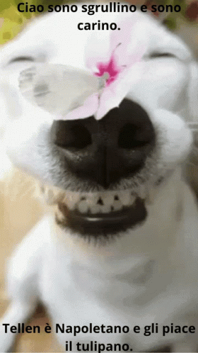 Dog With Flower On Nose Ciao Sono Sgrullino E Sono Carino GIF