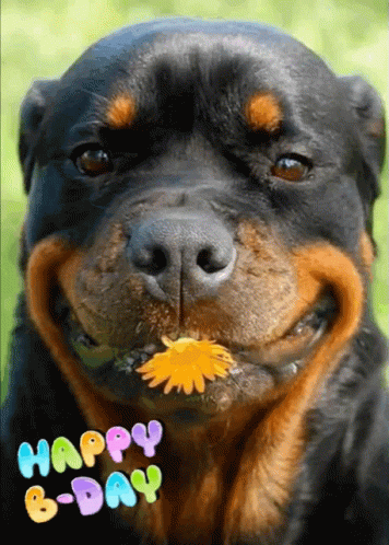 Dog With Flower Saying Happy B-Day