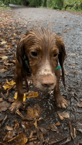 Dog with Green Collar Standing in Water