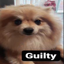Dog with Guilty Text