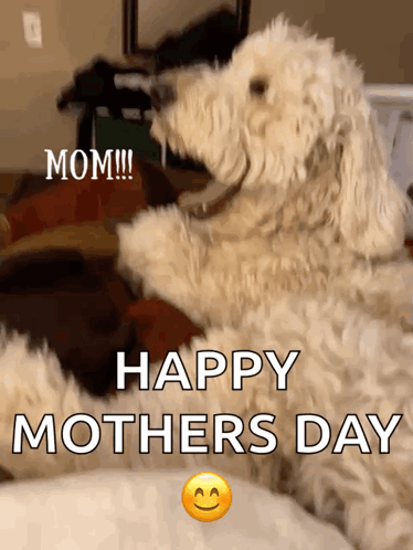 Dog With Happy Mothers Day GIF