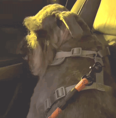 Dog With Harness and Leash and Letter O