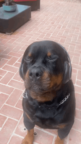 Dog with Headphones Eyes Closed