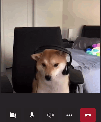 Dog With Headphones in Chair