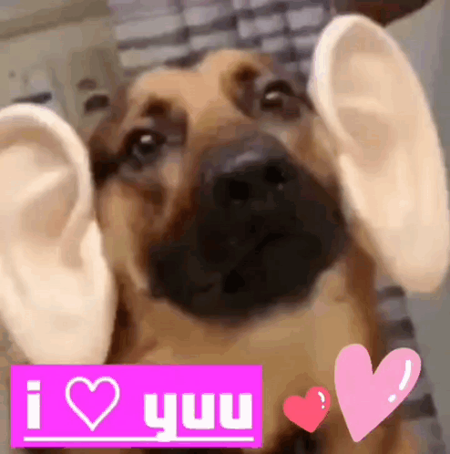 Dog With Huge Ears and Sign Saying I Heart You