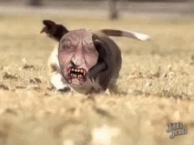 Dog With Man's Face Jub Jab GIF