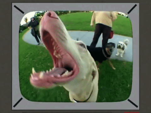 Dog with Mouth Open and Person Walking Behind