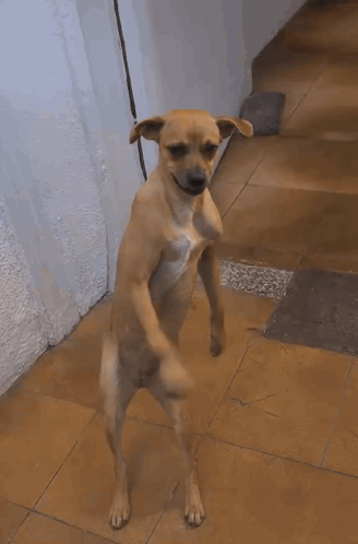 Dog With Mouth Open