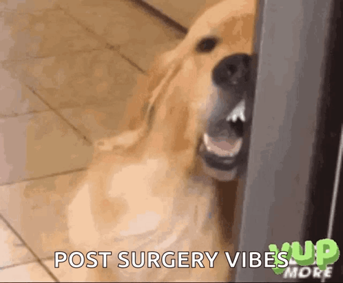 Dog With Mouth Open Post Surgery Vibes