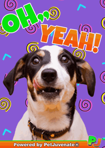 Dog with Oh Yeah Words