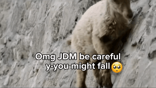 Dog With OMG JDM Be Careful Caption GIF